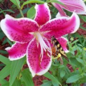 Pink and White Starfighter Lily with butterfly