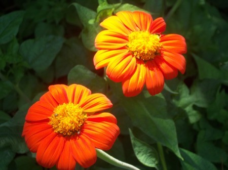 Red and Orange Mexican Sunflowers