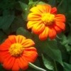Red and Orange Mexican Sunflowers