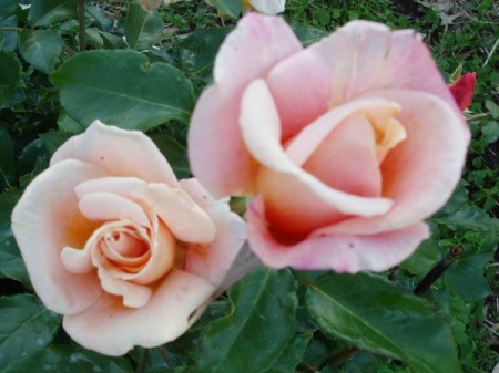 Dr. Brownell Tea Roses
