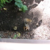 Squirrel Standing in Dirt Looking up at Window