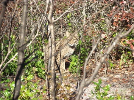 Bobcat in Woods