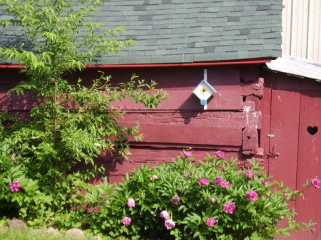 Red Peonies and Birdhouse Against Side of Red Shed