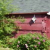 Red Peonies and Birdhouse Against Side of Red Shed