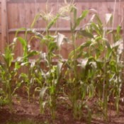 Several corn plants up against a wooden fence.