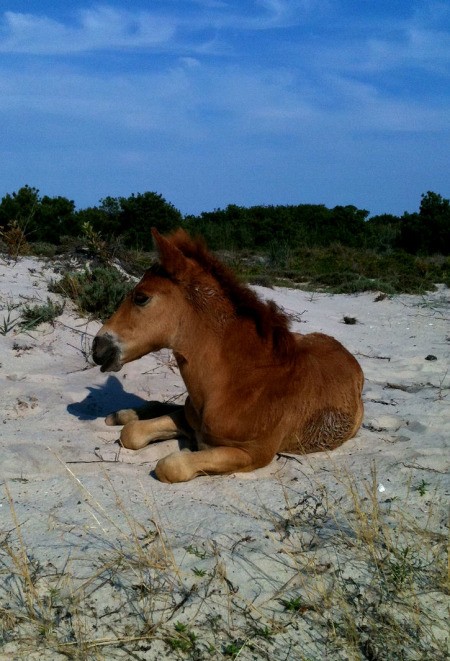 Baby pony laying on the beach.
