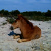 Baby pony laying on the beach.