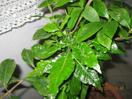 Ruffly looking gardenia leaves.