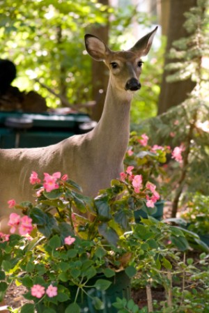 Deer in Suburban Garden