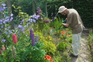 Man watering perennial bed with a watering can