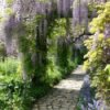 Flat stone path through flowering lavender wisteria