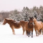 Horses standing in the snow.