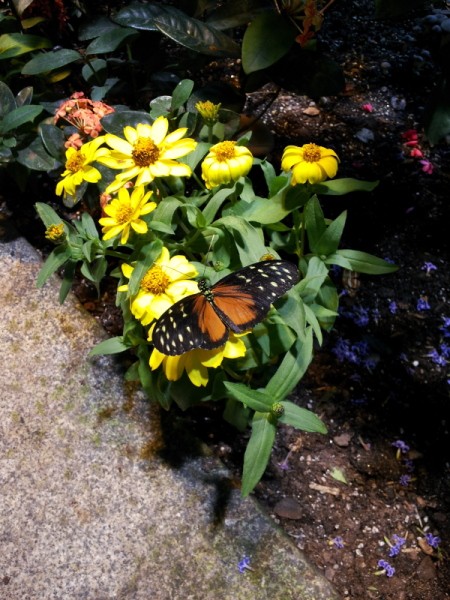 Orange and Black Butterfly on Yellow Daiseys
