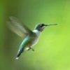 Hummingbird flying.