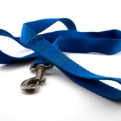 A blue nylon dog leash
