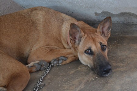 Rambo Laying on a Concrete Floor