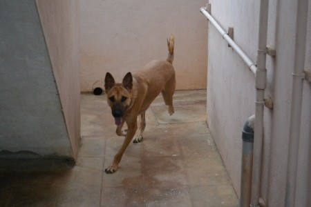 Rambo the Dog Running Around Corner on Tile Floor