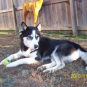 Siberian lying down with fence in background.
