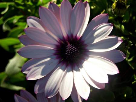 Closeup of Large Purple Spring Flower