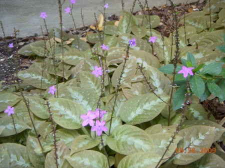 Lots of Purple Chocolate Soldiers With Green Variegated Leaves