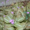 Lots of Purple Chocolate Soldiers With Green Variegated Leaves