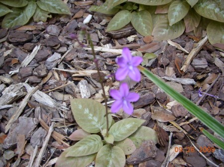 More Purple Chocolate Soldiers with Beauty Bark in Background