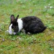 Black and white rabbit eating grass.