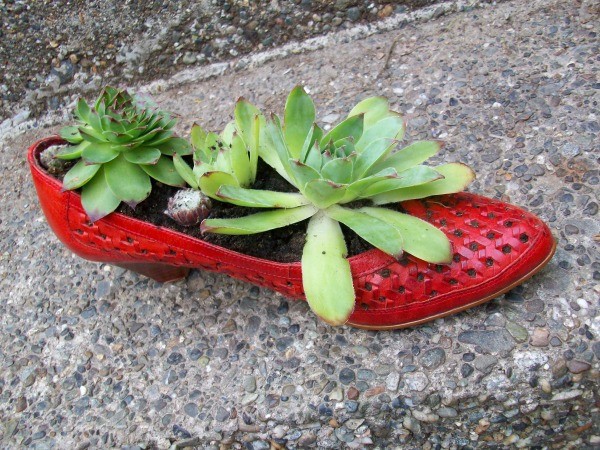 Shoe Planter with Hen and Chicks planted inside