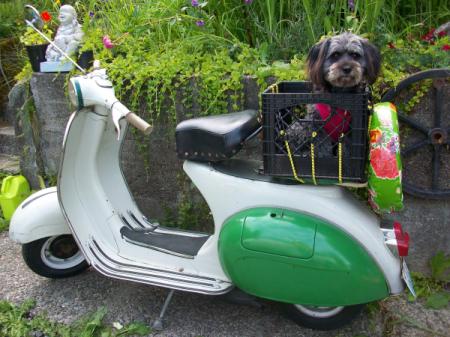 Suzie Peanut the Dog on the Back of a Vespa Scooter
