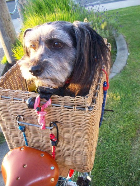 Suzie Peanut the dog in Basket on Back of Bike