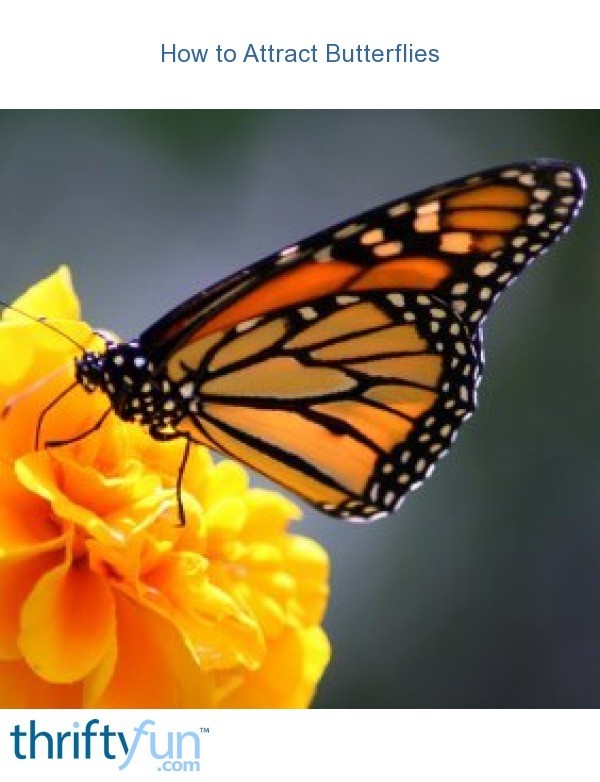 How to Attract Butterflies ThriftyFun