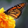 Monarch butterfly on orange flower.