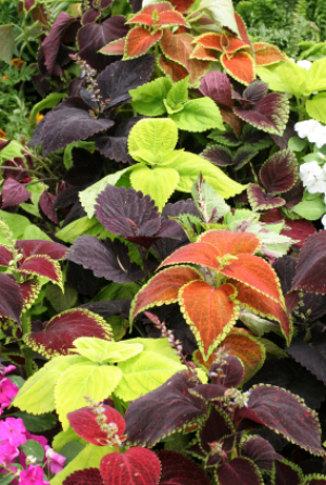 How to Grow Coleus