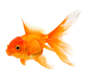 Goldfish