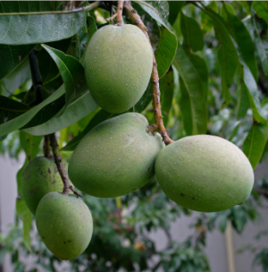 mango tree growing mangoes trees soil climate knowing proper environment grow right easy these if