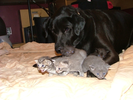 Grey Feral Kittens Being Watched Over by Parker the Dog