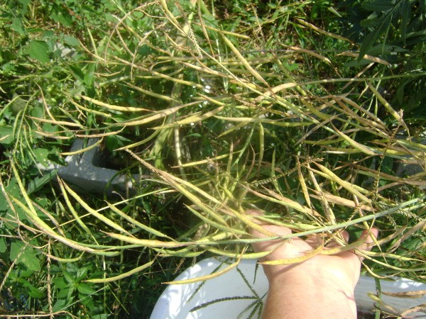 Wildflowers Seeding