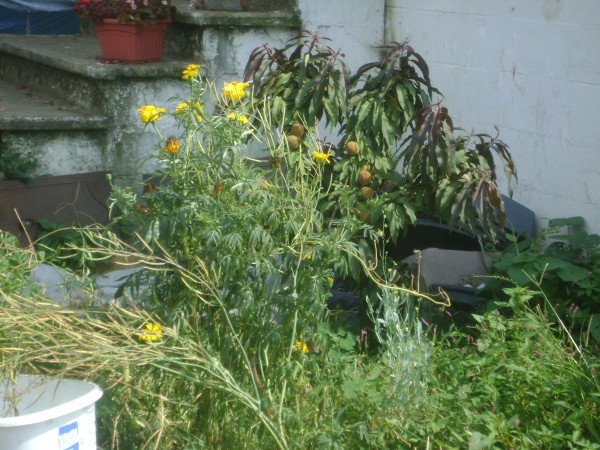 Wildflowers in Garden