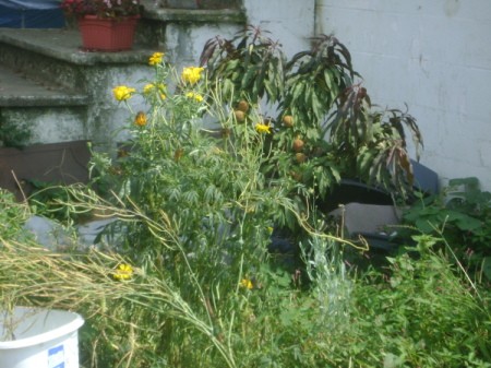 Wildflowers in Garden