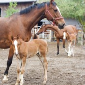 Mare and Foal in a Corral