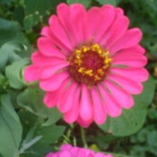 Pink Zinnia Flower