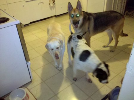 Three dogs waiting for a walk.