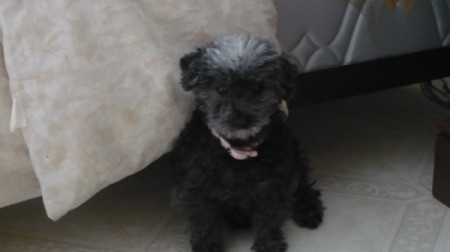 Sophie the Toy Poodle Sitting on Floor by Bed