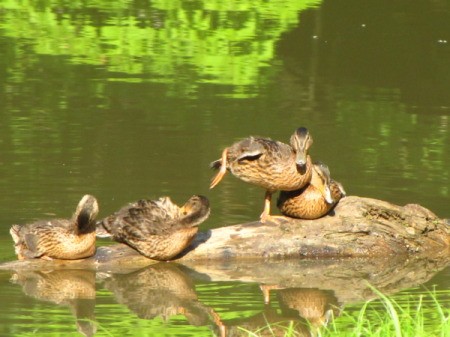 Ducks on a Log at East Lynn Lake, WV
