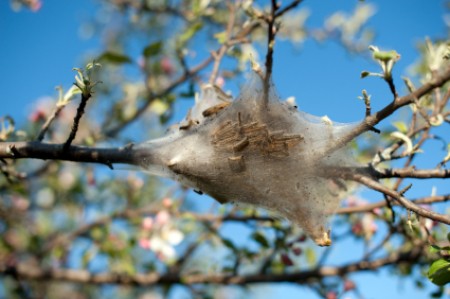 Tent caterpillars in a tree.