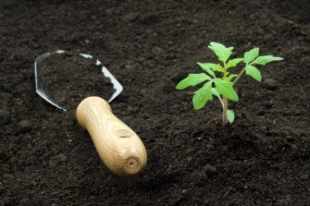 Hand shovel and tomato start in rich, black soil