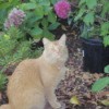 Lilly Lulu, Orange Cat, Sitting Garden