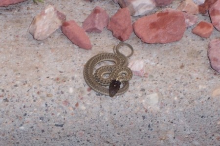 A snake coiled up on the ground.