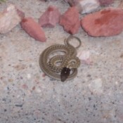 A snake coiled up on the ground.