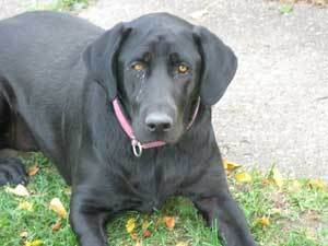 Picture of a black lab.
